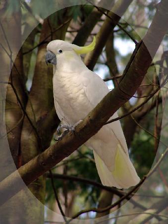 Sulphur Crested Cockatoo