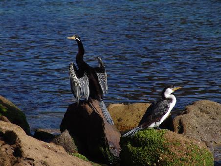Grosser und kleiner Kormoran in Manly