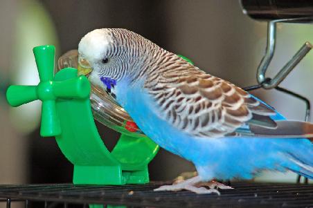 Fidget und sein Spiegel... ein untrennbares Duo