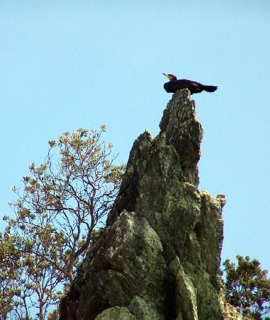 Kormoran hält Ausschau
