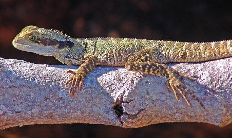 Little Dragon
