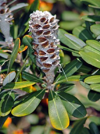 Banksia