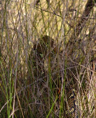 unsre kleine Python-Schlange...