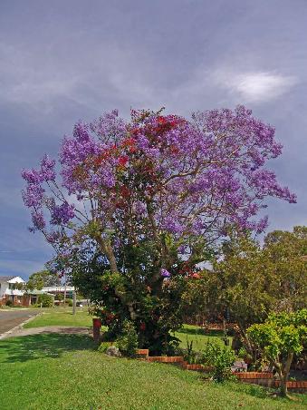 Jacarandabaum mit einer Bugonvillia als Mitbewohner