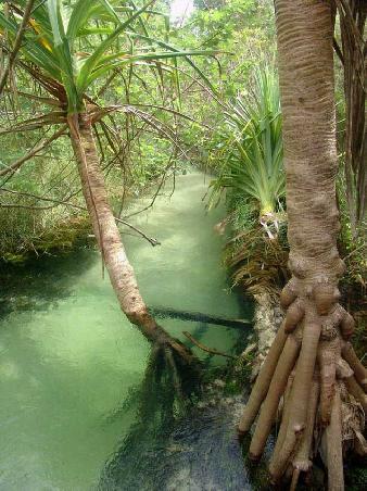 Eli Creek auf Fraser Island, QLD