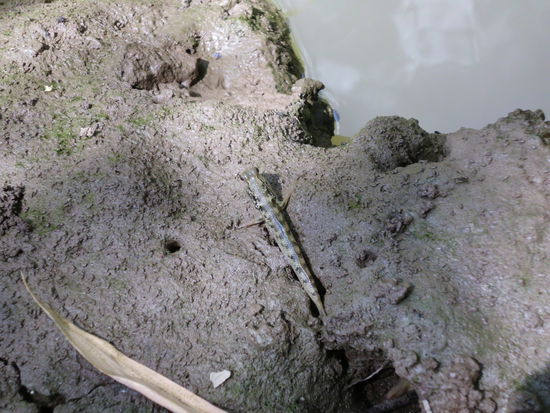 Halb Fisch halb Frosch.