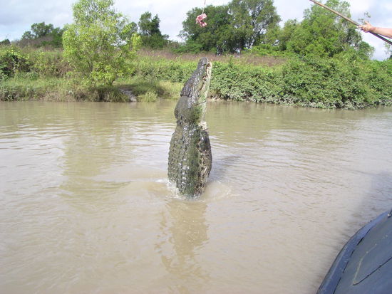Crocodile Cruise at Adelaide River