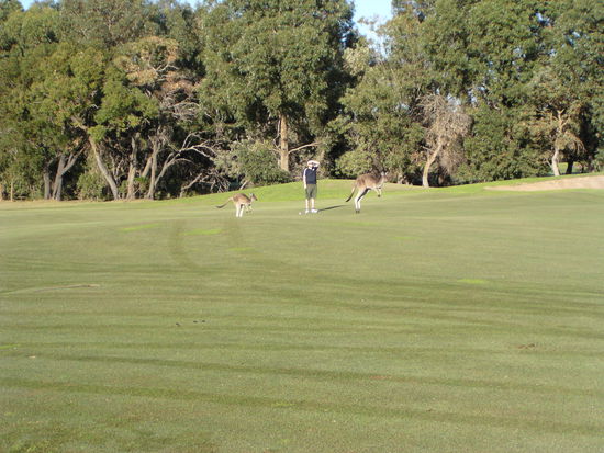 Achtung, Kaenguruhs kreuzen 