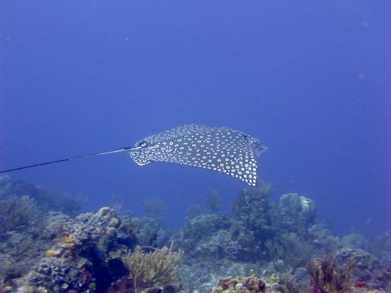 Adlerrochen vor Cozumel