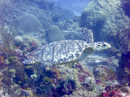 Schildkröte vor Cozumel