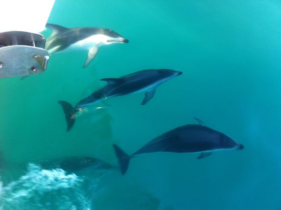 Dusky Dolphins an der angesprochenen Bugwelle