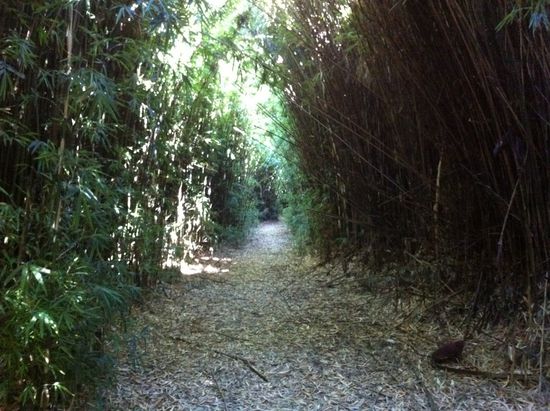 Der angesprochene Bambuswald