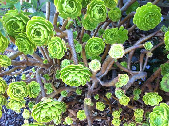 Interessante Pflanzenart