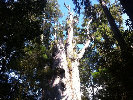 Der Boss - Tane Mahuta