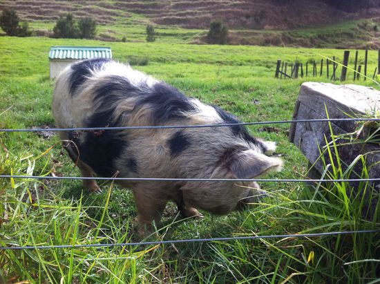 Juventus-Schwein Milito (seit bekannt wurde, dass es eine Sie ist Milli)