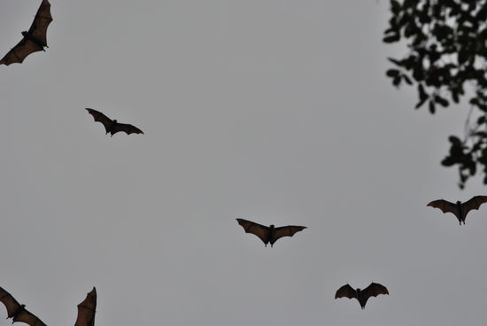 Flughunde im Botanischen Garten von Kandy, aufgeschreckt durch die Böller zum buddhistischen neuen Jahr