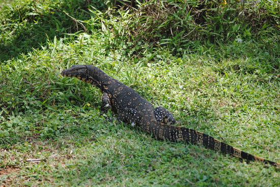 Netter Besuch in Mirissa am Strand, sah nicht ganz ungefährlich aus - aber eigentlich harmlos!