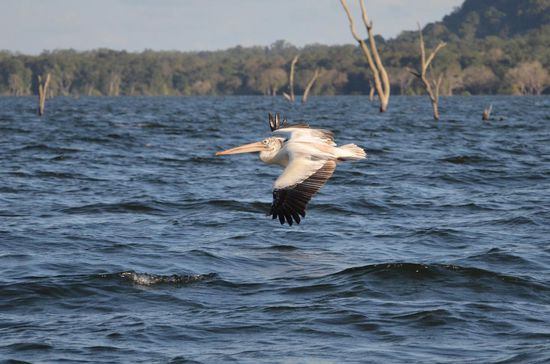 Im Gal Oya Nationalpark gibt es rund 150 verschiedene Vogelarten zu sehen, unter anderem ein Brillenpelikan