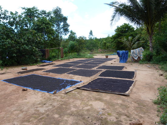 Hier wird der Pfeffer getrocknet.