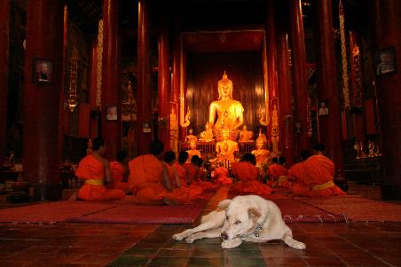 ... und ein buddhistischer hund beim abendgebet