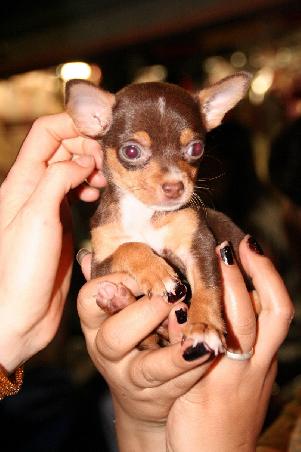 und zum abschluss noch ein 1woechiger minihund