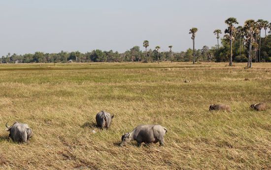 Die Landschaft um Ankor