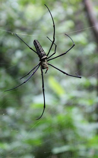 Eine Spinne im Jungle
