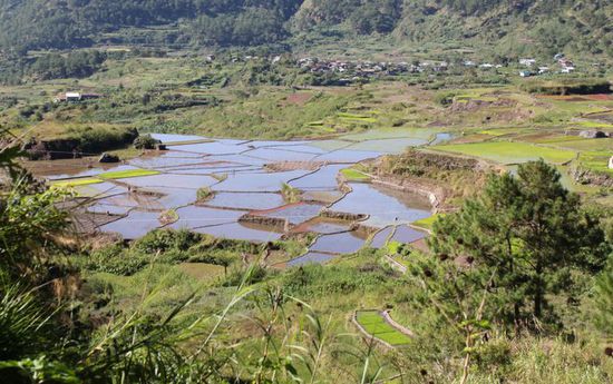 Reisterassen in Sagada auf dem Weg zur Höhle