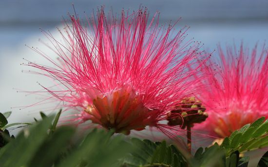 Blume im Schmetterlingspark