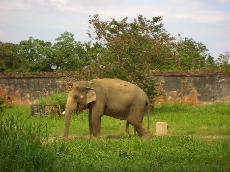 Dumbo von Hue