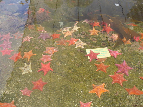 Einen Teich mit Seesternen. Man durfte sie berühren und in die Hand nehmen, solange sie im eiskalten Wasser bleiben