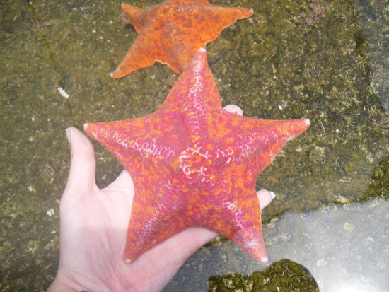 Ich habe Patrick gefunden, aber wo ist Spongebob? 