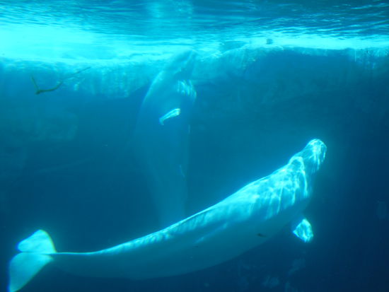 Die Belugas