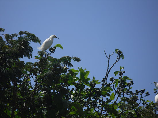 Auf der Insel gibt es einige Vogelkollonien