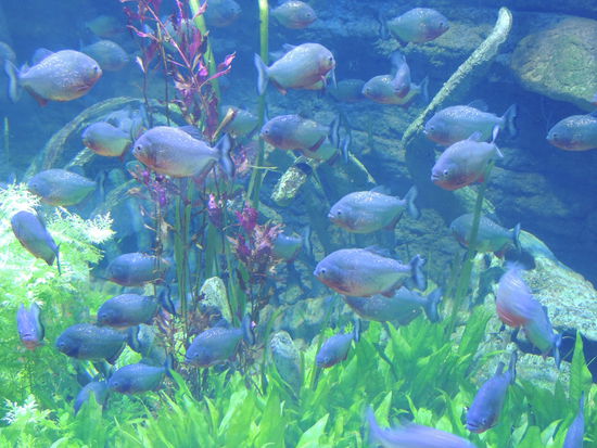 Piranhas