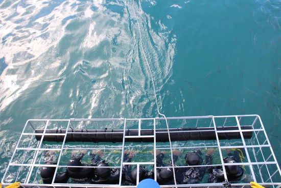 Ich bin der 2. Froschmann von links