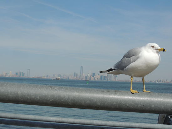 Riesenmöwe vor Skyline