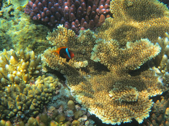 Ich habe Nemo gedunden 