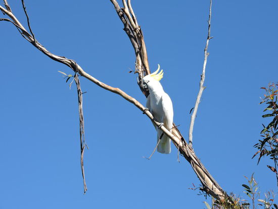 Auch hier gibt es Kakadus