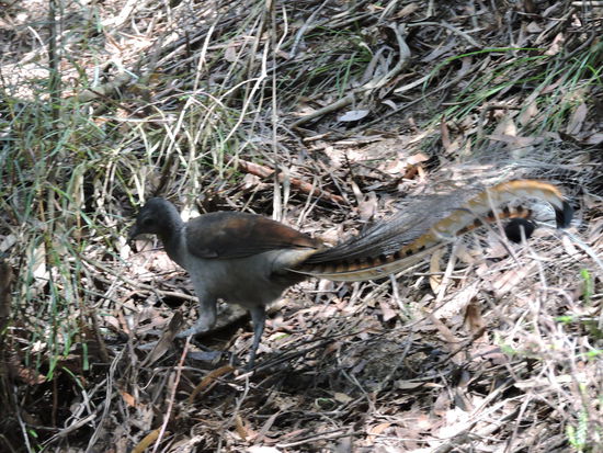 Das ist ein Lyrebird. Den bekommt man wohl recht selten zu Gesicht