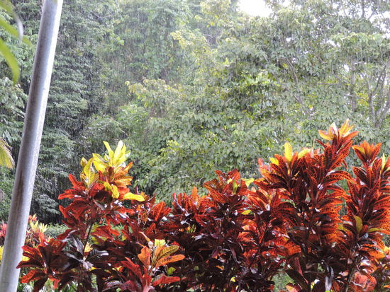 Regen im Regenwald. Ziemlich starker, aber auch kurzer Schauer