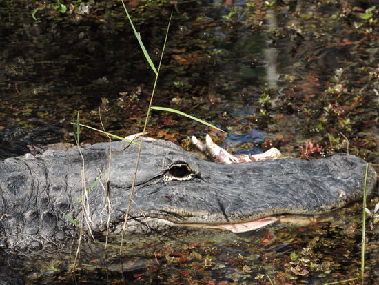 Alfred hat eine fremde Pfote im Maul!