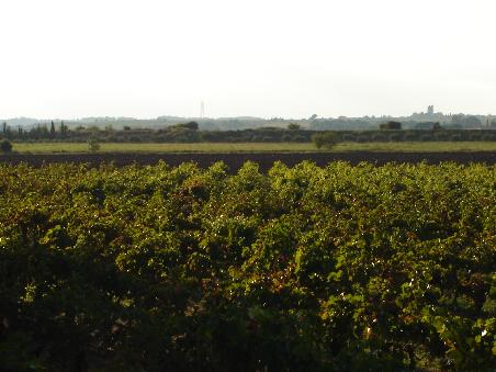 Das Rebbaugebiet