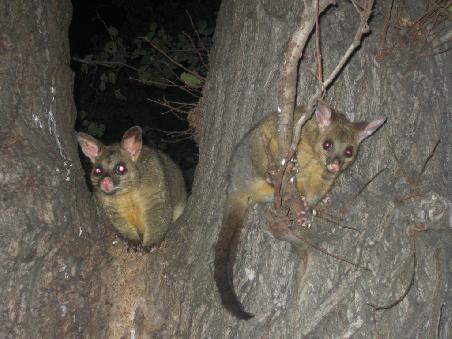 Possums in einem Park in Melbourne