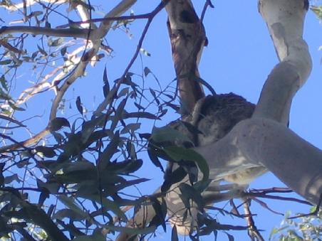 Koala im Baum dirkt ueber uns