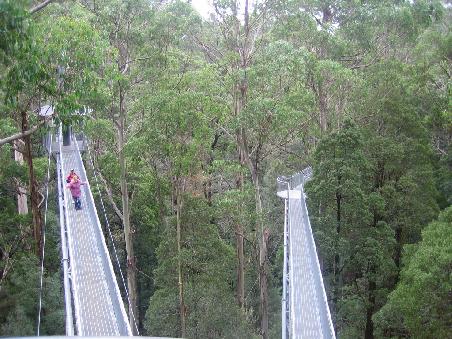 Otway Fly Tree Top Walk