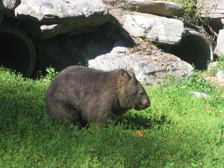 Wombats