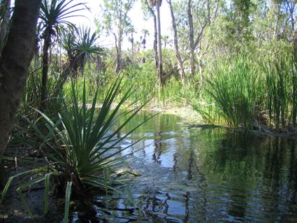 Mataranka
Bitter Springs Thermal Pool