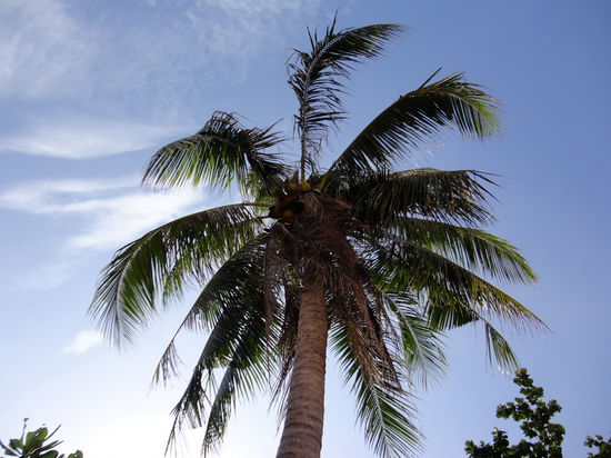 Sommer, Plamen, Sonnenschei-hein, was kann schoener sein...?