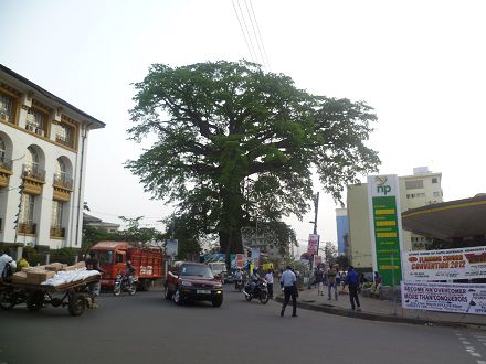 der Cotton Tree in Freetown